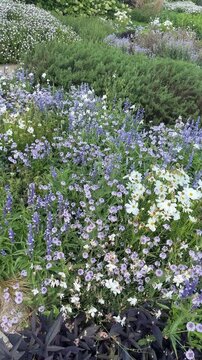 Blooming flower meadow with violet, purple, lilac and white different plants and herbs growing in garden meadow on a sunny summer day. Growing flowers and herbs, gardening
