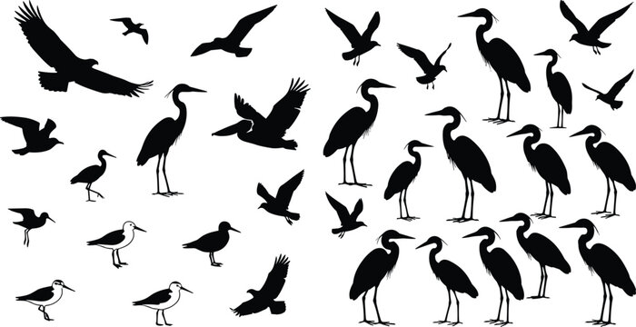 Collection of black bird silhouettes against a white background depicting various wading and flying species