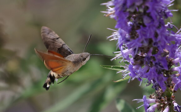 Hummingbird hawk-moth in flight on violet flower, Macroglossum stellatarum