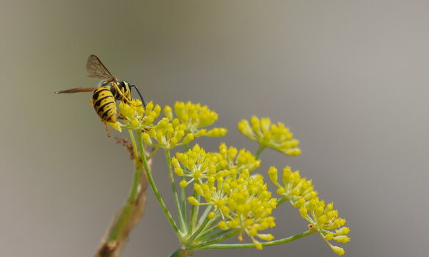 Common wasp, Vespula vulgaris, European wasp on yellow flower background