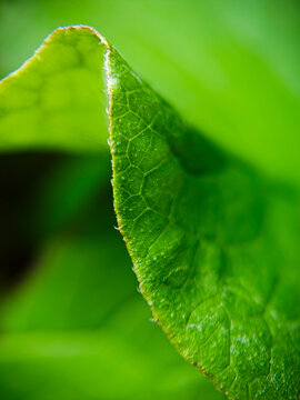 Close-up macro view of a curled green leaf showing detailed veins, natural texture and fine edge structure, photographed outdoors on June 14, 2026. Shallow depth of field creates a soft green botanica