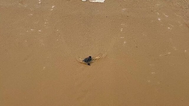 A tiny newborn sea turtle hatchling hurries across wet sand toward the ocean waves. This beautiful scene captures the natural survival instinct of endangered marine wildlife entering its new home.