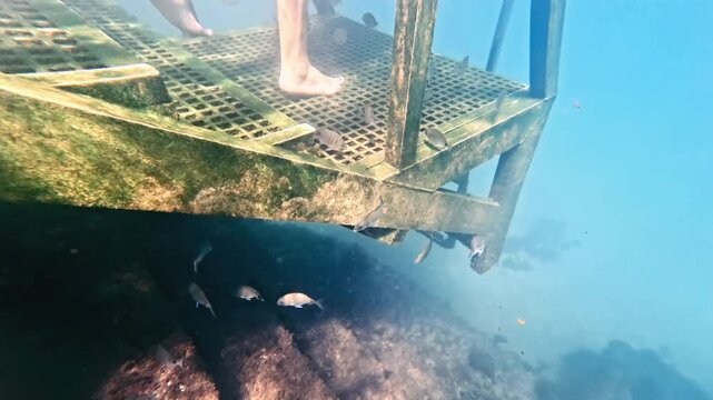 Low angle underwater video of small sea bream fish swimming under a submerged metal pier structure while a person walks barefoot on top of the platform.