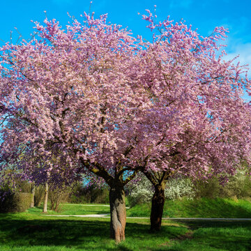 Pink flowering tree in full spring bloom