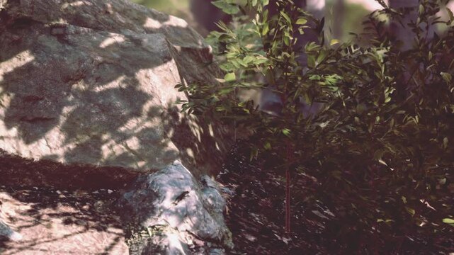 A few rocks are placed among the ground in a forest. Small plants grow near the rocks. Sunlight filters through trees above creating shadows on the ground. The setting is bright during the day.