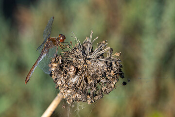 A pictture of a dragonfly © ScubaDiver