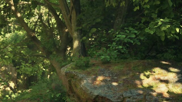 A rock covered in moss and small plants is in a forest. Sunlight filters through the leaves of nearby trees. The scene shows a natural and lush environment with green foliage.