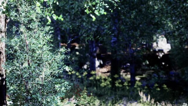 Trees and shrubs fill the forest area with sunlight shining through leaves. The scene shows various plants growing on the forest floor. It is a clear sunny day.