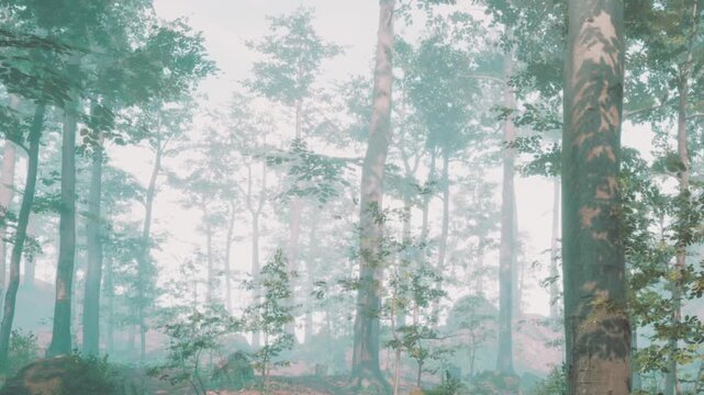 A forest scene shows tall trees and plants shrouded in thick fog. The soft light of morning creates a mystical atmosphere. The air is cool and the ground is damp.
