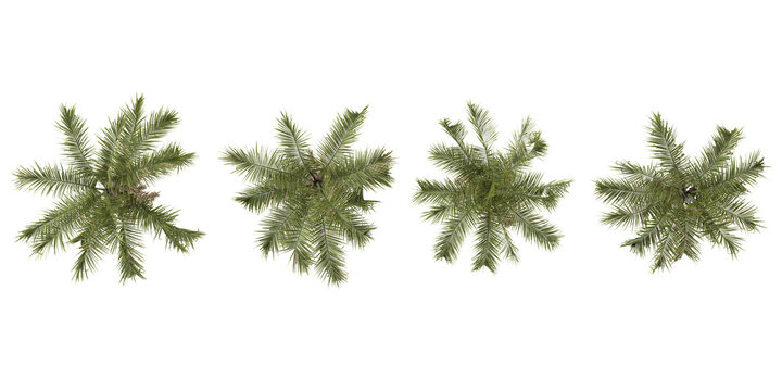Set of Syagrus trees on transparent background from the top view