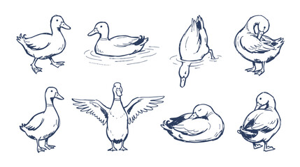 Fototapeta premium Hand drawn duck illustrations set, sketch waterfowl poses, farm bird vector icons