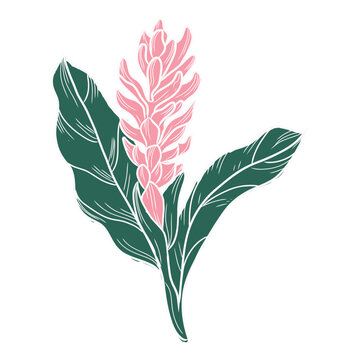 Hand drawn Hawaiian ginger flower botanical vecto
