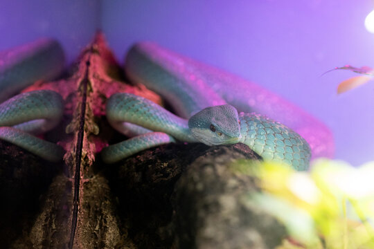 Blue insularis viper snake in a terrarium