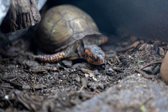 Eastern box turtle crawling on natural ground habitat