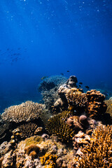 Golden staghorn coral growing on vibrant tropical reef in deep blue ocean. © PIPE DIVE UNDERWATER