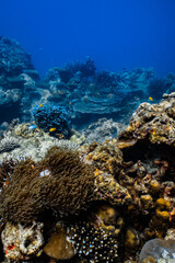 Clownfish swimming on golden sea anemone tentacles on tropical coral reef. © PIPE DIVE UNDERWATER
