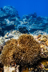 Clownfish swimming on golden sea anemone tentacles on tropical coral reef. © PIPE DIVE UNDERWATER