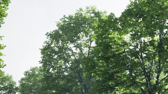 Tall trees fill the scene with green leaves under bright sunlight. The area is peaceful and inviting. This is a forest location on a clear day.