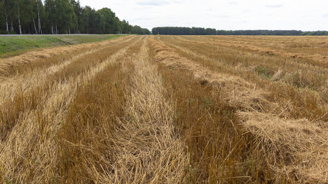 Harvested cereal field with golden straw lines stretching towards a lush green forest on the horizon. Farming, agriculture, harvest