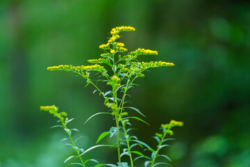 Kwitnąca na żółto nawłoć (Solidago) na tle zieleni. Roślina miododajna i zioło w naturalnym otoczeniu. Symbol późnego lata, polskiej przyrody i ziołolecznictwa. © Henryk Niestrój
