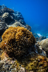 Clownfish swimming on golden sea anemone tentacles on tropical coral reef. © PIPE DIVE UNDERWATER