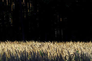 Podświetlone słońcem łany zbóż (Poaceae) na kontrastowym, ciemnym tle lasu. Wyrazisty obraz polskiego rolnictwa i przyrody, nawiązujący do żniw i bezpieczeństwa żywnościowego. © Henryk Niestrój