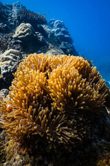 Clownfish swimming on golden sea anemone tentacles on tropical coral reef. © PIPE DIVE UNDERWATER