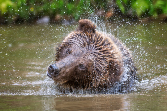 Brown bear shaking off water after swimming in a river, droplets splashing around its head, with lush green foliage in the background