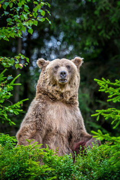 Brown bear standing upright among lush green foliage in a forested area, showcasing its powerful physique and natural habitat