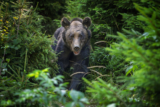 Brown bear walking through dense green foliage in a forest, surrounded by lush vegetation and trees, showcasing its powerful physique and natural habitat