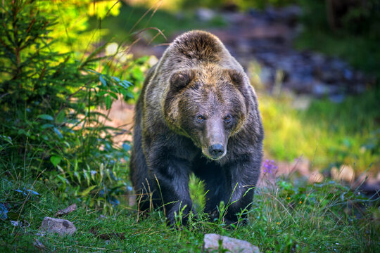 Brown bear walking through a forested area with green grass and scattered rocks, surrounded by trees and natural foliage in a serene outdoor environment