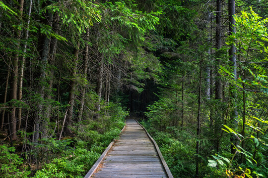 Wooden pathway leading through dense green forest with tall trees and lush vegetation on both sides, sunlight filtering through the foliage above