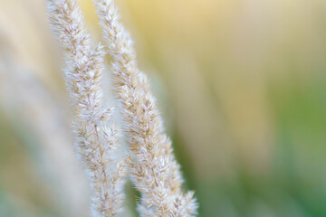 Puszyste, biało-złote kłosy trawy ozdobnej (Miscanthus / Calamagrostis) w makrofotografii. Miękkie, pastelowe tło doskonałe do projektów wellness, kosmetologii i estetyki boho. © Henryk Niestrój