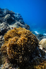 Clownfish swimming on golden sea anemone tentacles on tropical coral reef. © PIPE DIVE UNDERWATER