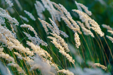 Puszyste kwiatostany dzikiej trawy (Calamagrostis epigejos) kołyszące się na wietrze w ciepłym świetle zachodzącego słońca. Naturalny spokój. © Henryk Niestrój