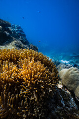 Clownfish peering over golden sea anemone tentacles on tropical coral reef in blue ocean. © PIPE DIVE UNDERWATER