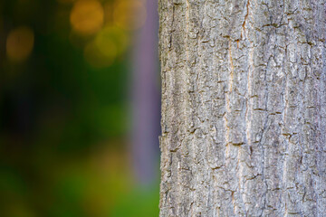 Zbliżenie na spękaną korę pnia drzewa liściastego (Fraxinus) na tle rozmytego lasu z efektem bokeh. Motyw ochrony środowiska i natury. © Henryk Niestrój