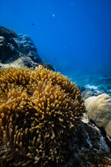 Clownfish peering over golden sea anemone tentacles on tropical coral reef in blue ocean. © PIPE DIVE UNDERWATER