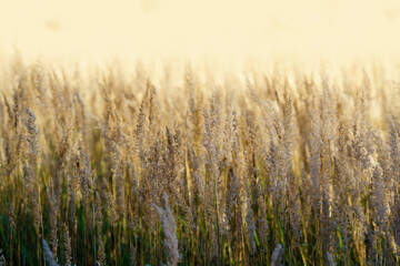 Złote źdźbła trawy (Calamagrostis epigejos) pod światło o zachodzie słońca. Naturalne, ciepłe tło, sielski klimat lata w Polsce, idealne do projektów ekologicznych, wellness i banerów modowych. © Henryk Niestrój