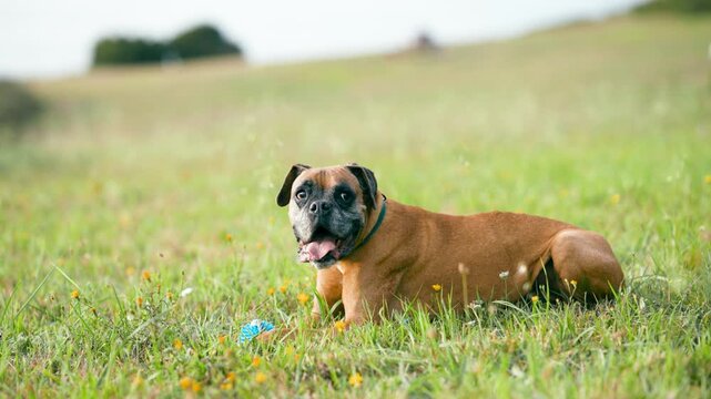 Adorable brown purebred boxer dog lying on the green grass and panting. The happy canine is resting in a beautiful meadow with its toy