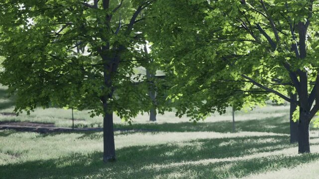 Trees stand tall in a park during the day. The sunlight filters through the leaves. Grass covers the ground, and walking paths can be seen in the background.