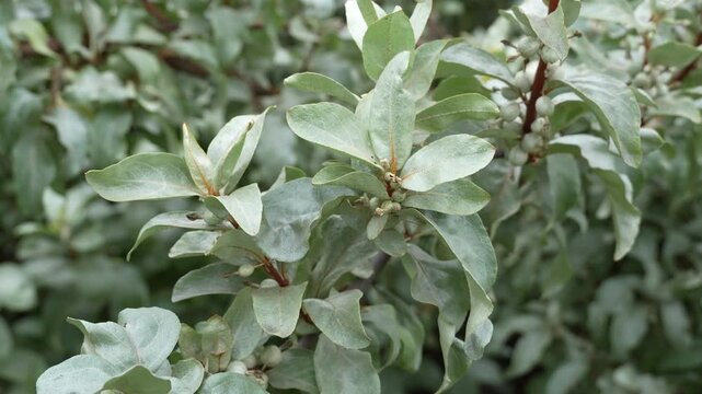 Elaeagnus commutate also commonly known as silverberry or wolf-willow is a species
of Elaeagnus native to North America. It is a deciduous shrub characterized by its silvery-gray leaves.