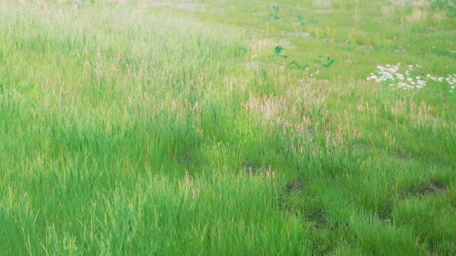 The scene shows a grassy field filled with green grass and scattered white flowers. The sunlight shines down on the field creating a bright atmosphere.
