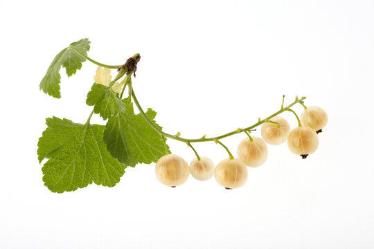 A view of a ripe white currant berry with a green leaf, bleached on a white background.