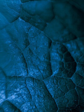 Close-up macro view of a leaf surface with detailed veins, organic cellular structure and blue-toned texture, photographed on June 14, 2026. Selective focus creates a dramatic abstract botanical backg
