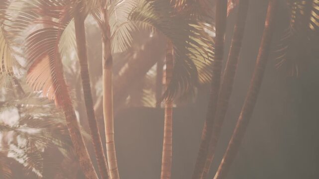 Palm trees stand tall in a tropical location as early sunlight filters through the leaves. The scene shows a natural landscape, creating a feeling of warmth and nature.