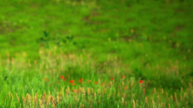 A grassy field is full of green grass and scattered small flowers. It is sunny, and there are patches of sunshine and shadow. The scene shows nature in a clear setting.