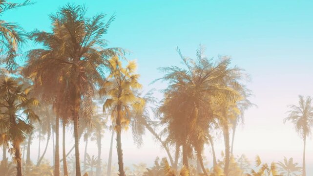 Palm trees fill the landscape with their tall trunks and green fronds. The sky is bright blue with soft light shining down during the day, creating a warm atmosphere.