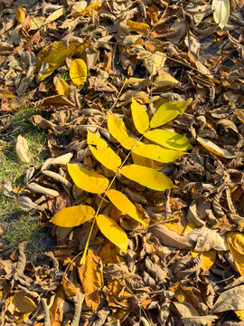 Autumn maple leaves scattered on green grass with morning dew and mixed foliage textures, with autumn, maple, leave, grass detail, showing groundcover, foliage, yellow, orange context