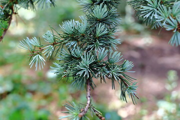 Fresh Himalayan cedar (Cedrus deodara) foliage showing fine blue-green needles on delicate branching stems. © Iuliia